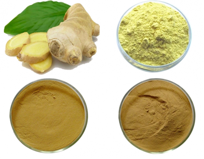 Water Soluble Ginger Root Extract Powder Gingerol 1 20 From
