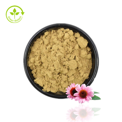 High Quality Echinacea Extract Powder Echinacea Purpurea Extract 4% Polyphenol Powder
