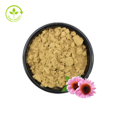 Echinacea Extract/Echinacea Purpurea Extract In Bulk/Echinacea Extract 4% Polyphenols