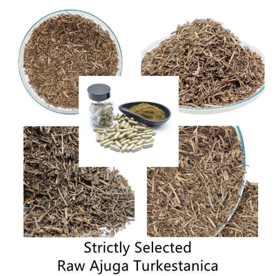 GMP Turkestanica Natural Plant Extracts