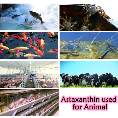 CAS 7542-45-2 1% - 10% Astaxanthin Powder For Healthy Care