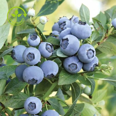 Pure Organic Blueberry Extract Powder Anthocyanin 25%