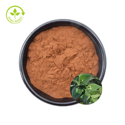 Natural Plant Butchers Broom Extract 10% 20% Ruscogenins For Healthy Care