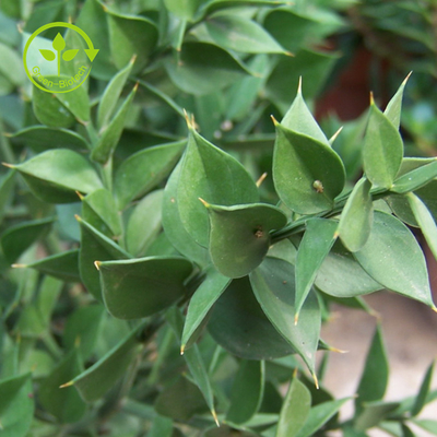 Natural Plant Butchers Broom Extract 10% 20% Ruscogenins For Healthy Care