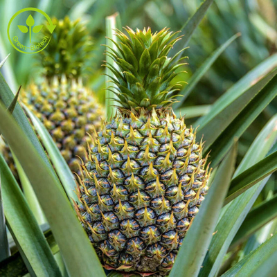 100000u/G Pineapple Fruit Extract With Bromelain Enzyme Powder