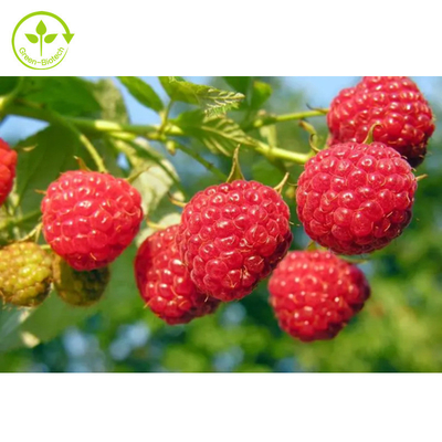 Herbal Extract 99% Raspberry Ketone Powder Healthy Care Product