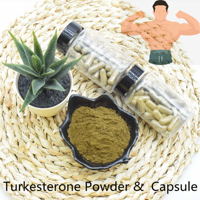 Top Quality Fast Delivery Turkesterone Powder Extract