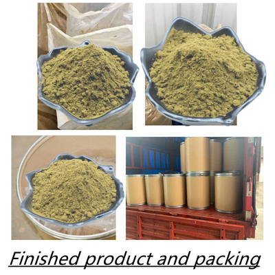 Top Quality Ajuga Turkesterone Powder 10% Turkesterone Extract Turkesterone