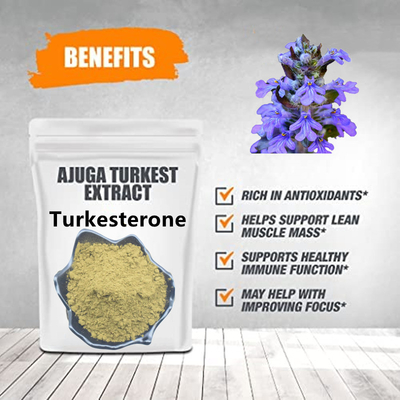 Top Quality Ajuga Turkesterone Powder 10% Turkesterone Extract Turkesterone