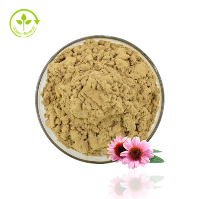 High Quality Echinacea Extract Powder Echinacea Purpurea Extract 4% Polyphenol Powder