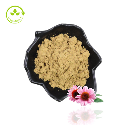 Manufacture Supply Echinacea Purpurea Chicoric Acid Echinacea Extract