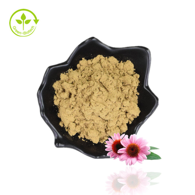 Bulk 4% Polyphenol Echinacea Purpurea Extract Powder Purple Coneflower Extract