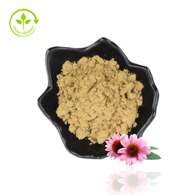 Bulk 4% Polyphenol Echinacea Purpurea Extract Powder Purple Coneflower Extract