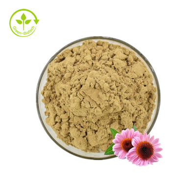 Echinacea Extract/Echinacea Purpurea Extract In Bulk/Echinacea Extract 4% Polyphenols