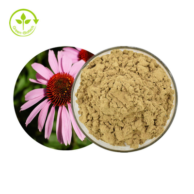 Hot Selling Echinacea Purpurea Extract Herbs Echinacea Extract
