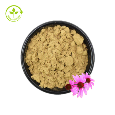 ISO Certificate 100% Natural Echinacea Extract Echinacea Purpurea Extract 10% Polyphenol