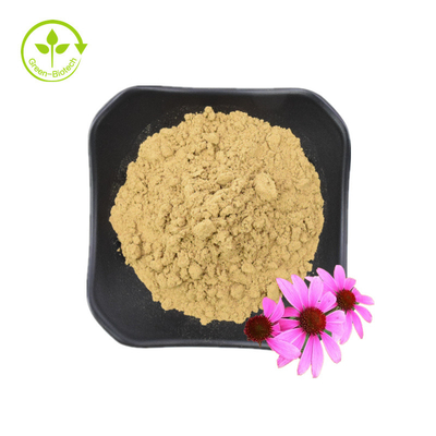 High Quality Echinacea Purpurea Root Extract 10% Polyphenols Echinacea Purpurea Extract Echinacea Extract