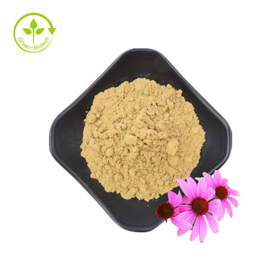 High Quality Echinacea Purpurea Root Extract 10% Polyphenols Echinacea Purpurea Extract Echinacea Extract