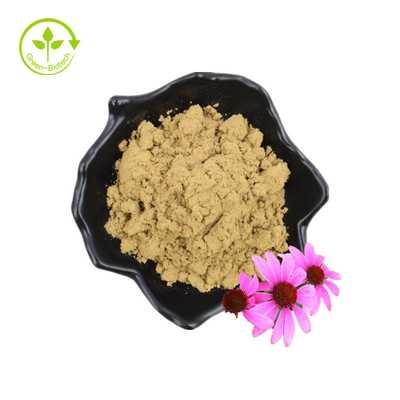 Bulk Natural Echinacea Extract Powder Echinacea Purpurea Extract