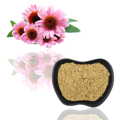 Echinacea Purpurea Extract 4% Polyphenols / Echinacea Purpurea / Fresh Goods
