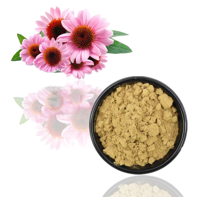 Echinacea Purpurea Extract 4% Polyphenols / Echinacea Purpurea / Fresh Goods