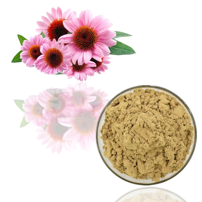 Pure Echinacea Purpurea Plant Extract 1% Chicoric Acid Powder