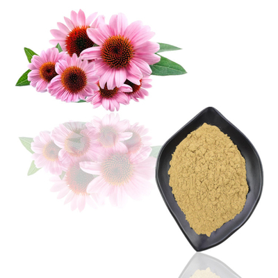 Pure Echinacea Purpurea Plant Extract 1% Chicoric Acid Powder
