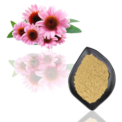Natural Organic Echinacea Purpurea Extract Polyphenol 2% - 4% Cichoric Acid 2% - 5%