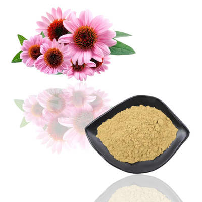 Natural Organic Echinacea Purpurea Extract Polyphenol 2% - 4% Cichoric Acid 2% - 5%