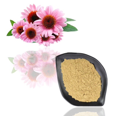 Iso Certificate 100% Natural Echinacea Purpurea Extract 10% Polyphenol