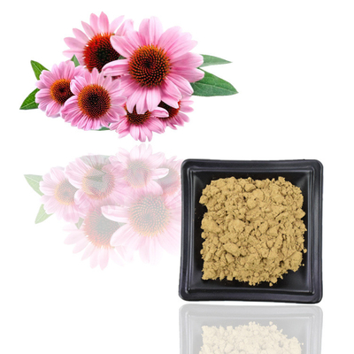 Iso Certificate 100% Natural Echinacea Purpurea Extract 10% Polyphenol