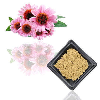 7% Pure Echinacea Purpurea Plant Extract Powder Polyphenols Extracts
