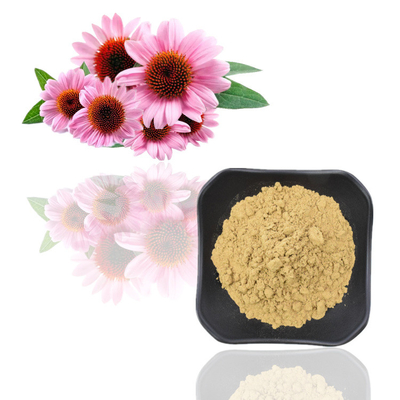 7% Pure Echinacea Purpurea Plant Extract Powder Polyphenols Extracts