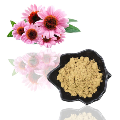 Polyphenols 4% Plant Extract Powder Cichoric Acid 1% 4% Echinacea Purpurea Extract