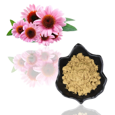 Polyphenols 4% Plant Extract Powder Cichoric Acid 1% 4% Echinacea Purpurea Extract