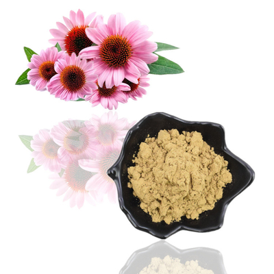 Pure Natural Organic Echinacea Purpurea Extract 4% Polyphenol Powder