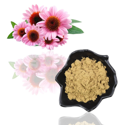 Pure Natural Organic Echinacea Purpurea Extract 4% Polyphenol Powder