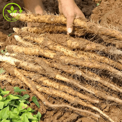 Food / Cosmetic Grade Natural Yam Extract 98% Diosgenin Wild Yam Extract Powder