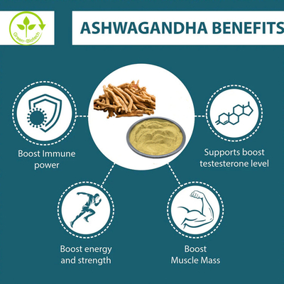 High Quality Ashwagandha Extract 5% Withanolide For Ashwagandha Capsules